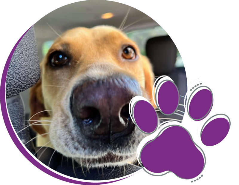 Totally Pawsome Contact