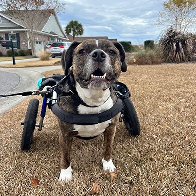 Dog With Wheelchair
